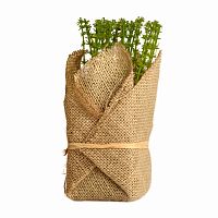 растение декоративное potted herb polini в Подольске