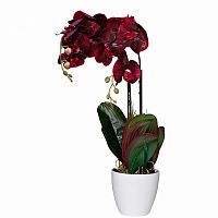 орхидея бордовая в горшке 58 см в Подольске