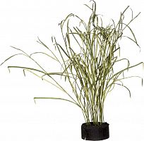 декор reeds and leaves в Подольске