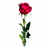 роза бордовая 71 см (24) в Подольске