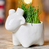 набор для выращивания eco овечка в Подольске